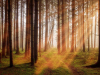 A grove of trees, with the setting sun shining in from the right